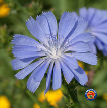 1000 Chicory Seeds Cichorium Intybus Fresh Garden - $16.00