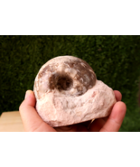3.5 inch Ammonite Nice Fagesia Ammonite Fossil Moroccan fossils N83 - $1,020.22 MXN