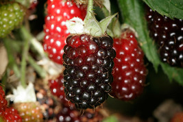 Boysenberry Plant – Live Plant - £14.66 GBP