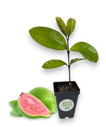 Pink Guava Plant –  Psidium Guajava - Live Plant - $364.33 MXN