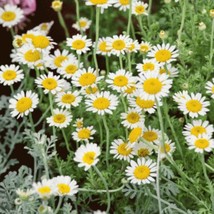 Common German Chamomile Seeds 200 Seeds Fast Shipping - £12.13 GBP