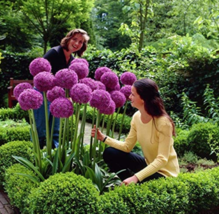 200 Seeds Giant Allium Giganteum Seed Flower Plant Purple Allium Gorgeous Flower - $9.89