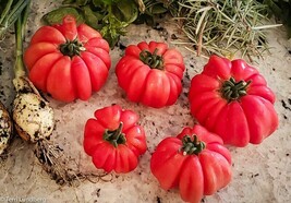 KB 20 Mhroom Basket Tomato Seeds Heirloom Organic Non Gmo Herb Garden Pl... - $194.47 MXN