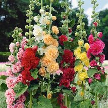 Chaters Double Hollyhock Mix 25 seeds USA seller - £6.64 GBP