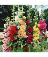 Chaters Double Hollyhock Mix 25 seeds USA seller - £6.68 GBP