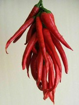 Hungarian Red Cat Pepper - Macskapiros - 5+ seeds - Ch 217 - £3.46 GBP