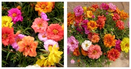 400 Seeds Portulaca Grandiflora Mixed Colorful Moss Rose Flower double petals - £11.87 GBP