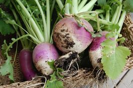 Purple Top White Globe Turnip Seeds, NON-GMO, Variety Size Packets, FREE... - $35.53 MXN+