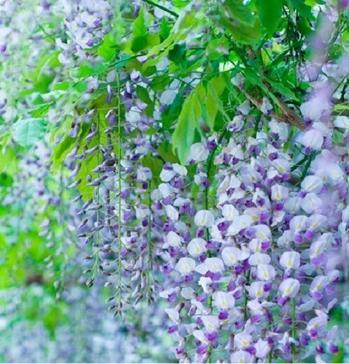 5 Lavendar Wisteria Seeds Vine Climbing Flower Perennial Seed 575 Seller - $10.99