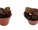 TOP SELLER Brazilian Species Begonia Plant - 2.5&quot; Pot- Terrarium/Fairy -... - £24.33 GBP