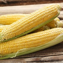 Sweet Yellow Corn Seeds Golden Beauty Vegetable Gardening USA Shipping - £7.72 GBP