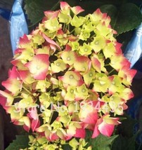 PWO Fresh 100 Pcs Bonsai Garden Hydrangea Flowers Perennial Little Tree Flower S - £6.81 GBP