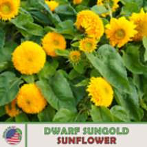Dwarf Sungold Sunflower , Heirloom, Non-GMO, Genuine USA 100  Seeds - £10.20 GBP