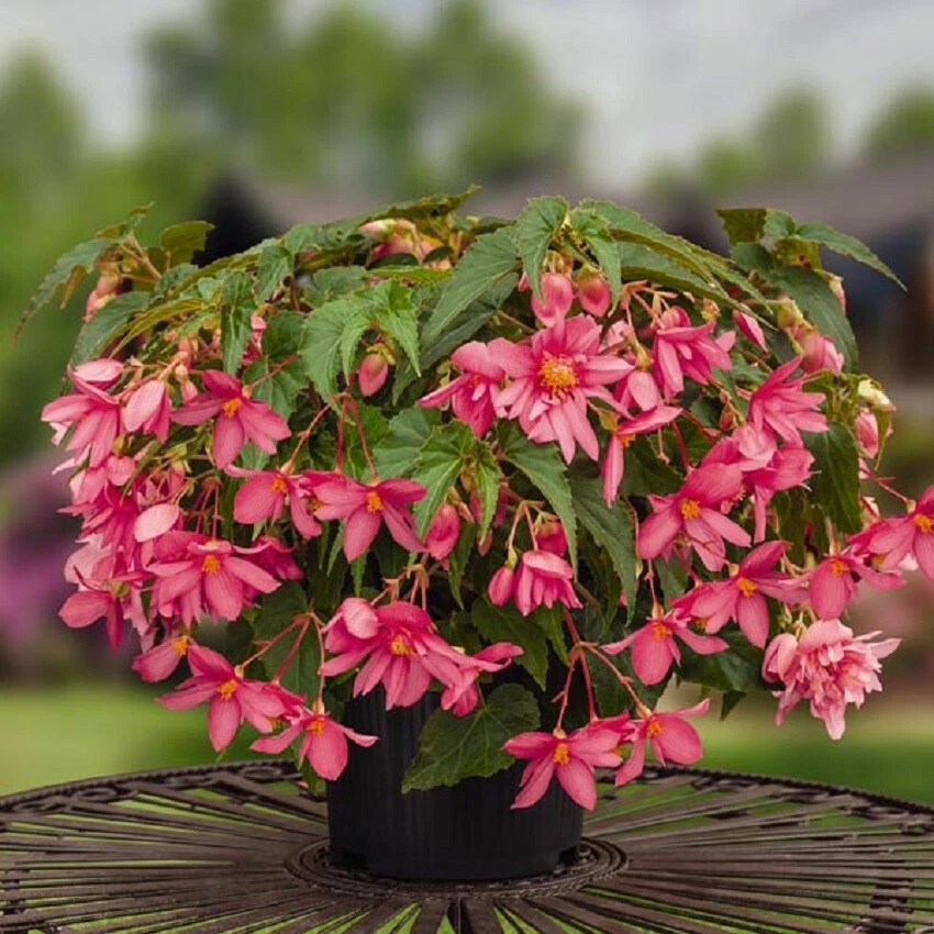 Begonia Seeds Funky Pink 15 Pelleted Seed - $13.65