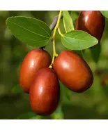 Li Variety Chinese Jujube Tree: Exotic Fruit Tree for Your Garden - $469.90