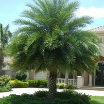 Phoenix Sylvestris India Date Palm 5 Seeds - $401.28 MXN