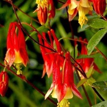 250 Eastern Columbine Flower Seeds Aquilegia Canadensis Us Grown Seed Fr... - £10.65 GBP