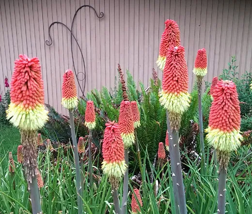 20 Seeds Red Hot Poker Torch Lily Kniphofia Uvaria Royal Castle Usps Shipping - £16.39 GBP
