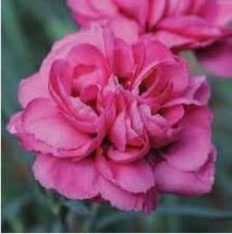 Hardy Dianthus &#39;Scents of Summer Pink Peony&#39; Carnation Flower 50 Seeds - $11.13