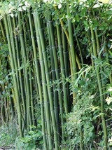 VP Cui Zhu Bamboo Privacy Climbing Garden Clumping Shade Screen 50 Seeds - £6.93 GBP