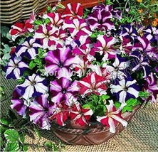 Petunia Bonsai 100 Garden Home Flowers Balcony Flowers - $9.89