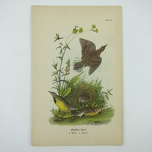 Bird Lithograph Print Meadow Lark after John James Audubon Antique 1890 - £15.74 GBP