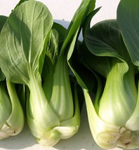 Canton Pak Choi Variety 500 18 Seeds Chinese Cabbage Bok Choy Fresh Seeds USA - £12.75 GBP