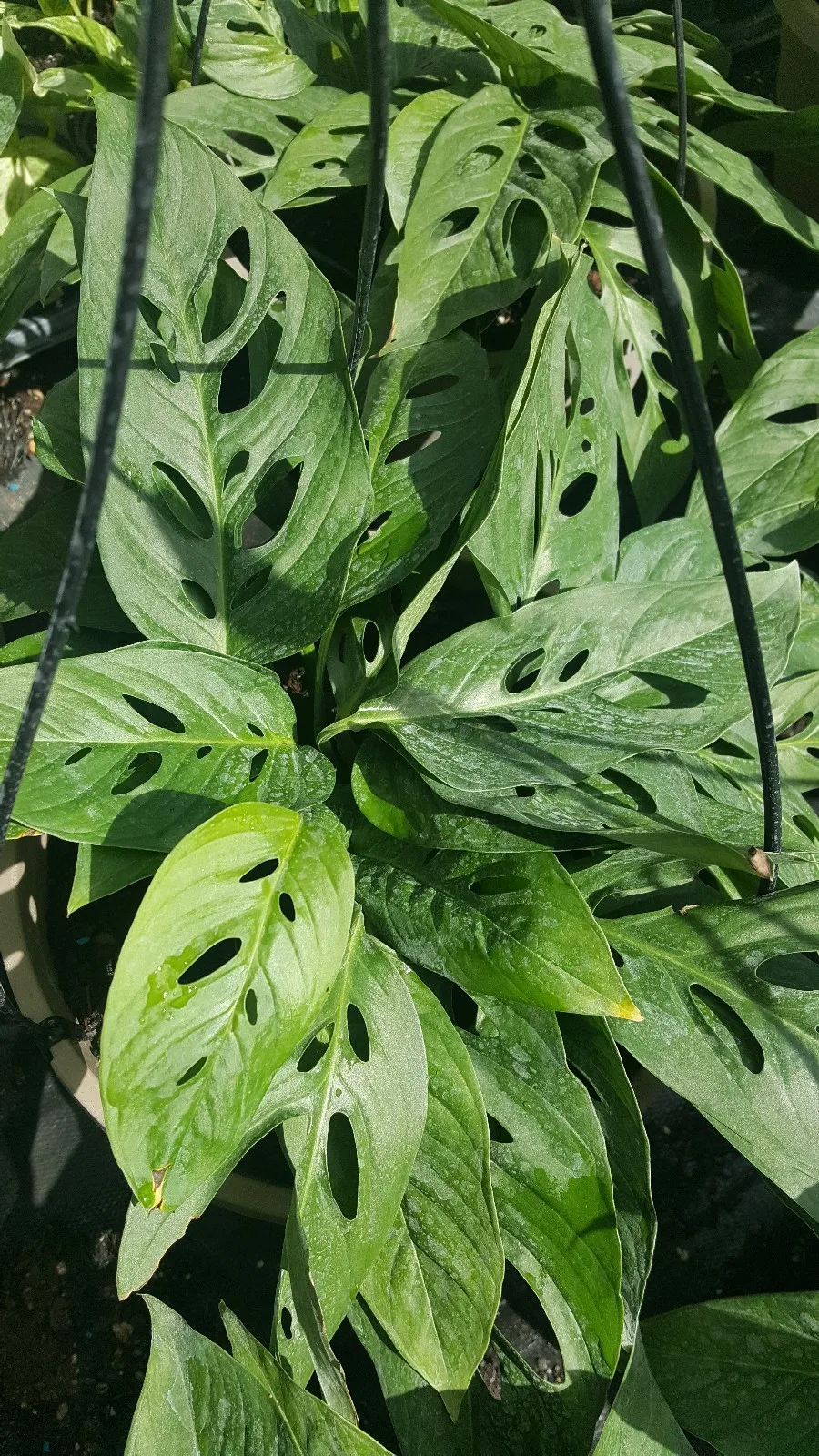 MONSTERA LIVE PLANT SWISS CHEESE PLANT~4 to 5 ROOTED LEAVES PER 4&quot; POT U... - £15.69 GBP