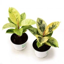 USA SELLER Ficus Shivereana Moonshine Variegated Rubber House Plant Root... - £31.92 GBP