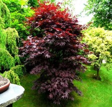 &quot;Bloodgood&quot; Red Japanese Maple Tree Seeds (Palmatum Atropurpureum) Hardy Bonsai - £7.25 GBP