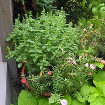 40 Seeds Heirloom &#39;Bush Fine Leaved&#39; Basil - $167.24 MXN