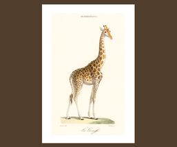 Vintage Giraffe Art Poster Print 12 x 18 in - £12.97 GBP