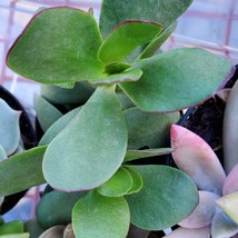 Cotyledon Mint Truffles Succulent, Live 2 inch plant, emerald green red tips image 3