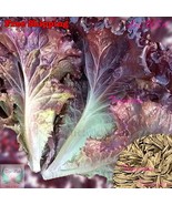 MBK 8 Korean Spruce Tree Seeds Fast Ship - $236.91 MXN