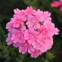 Verbena Pink 200 Seeds Free Shipping - $4.00