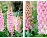 50 Seeds Pink Lupine Flower Garden - £25.51 GBP