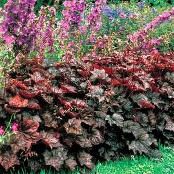 Fresh New Coral Bells Heuchera Palace Purple 50 Seeds - $10.40