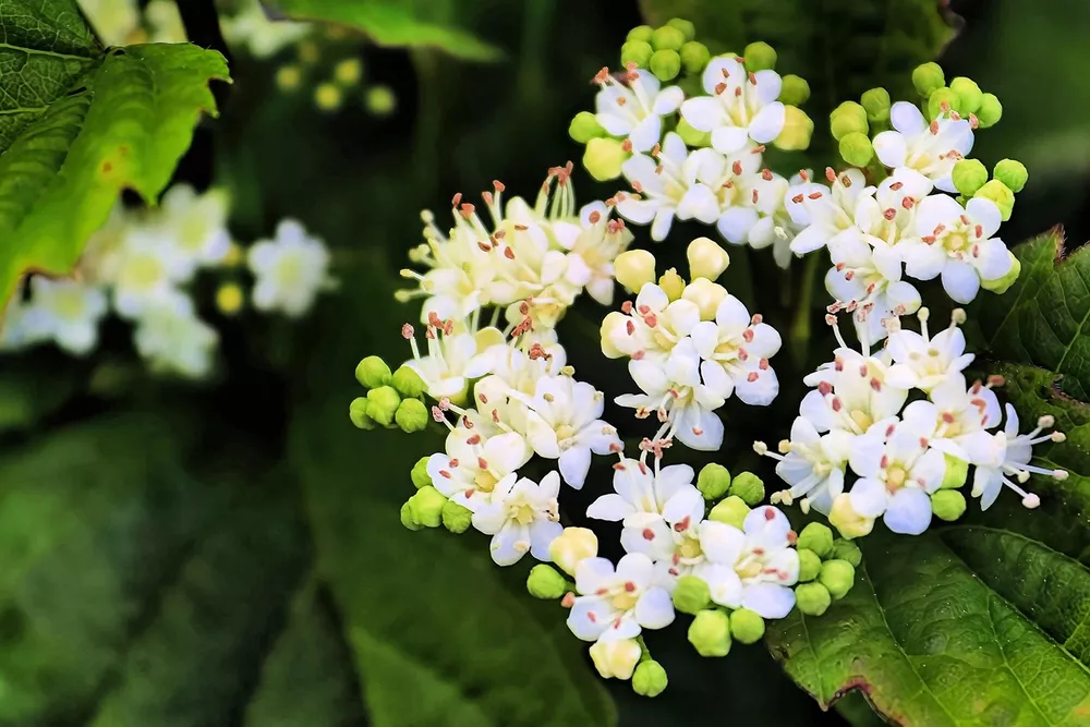 Arrowwood Bush Seeds 100 Blooming Hedge Row Bush Viburn - £10.06 GBP