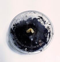 Live Grindal Worms Culture – High-Protein Fry &amp; Nano Fish Food | Easy to... - $239.46 MXN