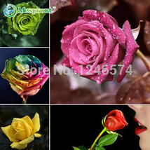 60 seeds / pack,  Professional Pack, New Midnight Supreme Rose Bush Flower Seeds - $30.00