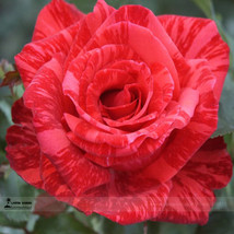 Worldwide Shipping 1 Pack 50 Seeds / Pack New Red Rose With Light Pink Strip Chi - £7.29 GBP