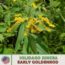 US Seller 200 Early Goldenrod Seeds, Solidago Juncea, Native Wildflower &amp; Bee At - £7.44 GBP