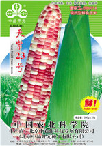 1 Original Pack, 100g Seeds / Pack, Color Glutinous Maize NO.23 Corn Seeds, Heir - £12.37 GBP