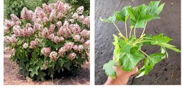 ( 1 live plant ) Munchkin Dwarf Oakleaf Hydrangea - Starter Plant ( 7L )  - £32.24 GBP