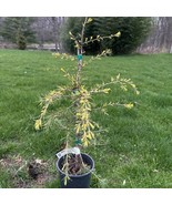 Cedrus Deodara Gold Horizon Deodar Cedar 18 Inch Tall 1 Gallon Pot Plant... - $1,379.00