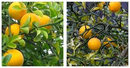 150 Seeds Hardy Orange seed (Poncirus trifoliata) a.k.a Chinese Bitter Orange - $21.99