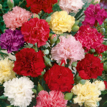 Chaubaud Mix French Carnation Flower 50 Seeds US Seller - £6.28 GBP