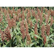 Sweet Sugar Drip Sorghum Seeds Fresh Seeds USA - $12.80