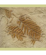 Stencil Prehistoric Fern Fossils - Raised Plaster stenciling - $23.32 CAD