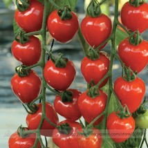 Fresh New 100 Seeds Tomatoberry Tomato Super Sweet Cherry - £20.75 GBP